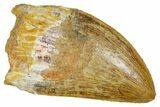 Serrated, Carcharodontosaurus Tooth - Real Dinosaur Tooth #372280-1
